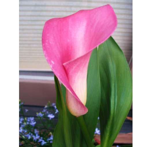 Wonderful Zantedeschia Rehmannii Pink Calla Lily Beautiful Flower Garden Plant