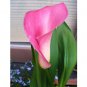 Wonderful Zantedeschia Rehmannii Pink Calla Lily Beautiful Flower Garden Plant