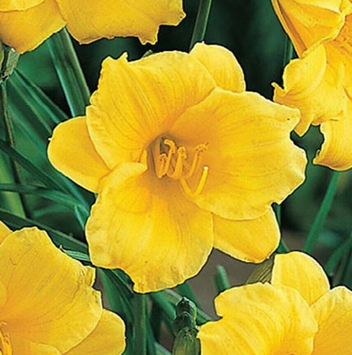 Wonderful Hemerocallis Yellow Stella De Oro Daylily Beautiful Flower Garden Plant