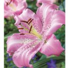Wonderful Lilium Oriental Lily Pink Josephine Beautiful Flower Garden Plant