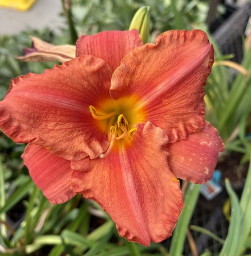 Wonderful Hemerocallis Ruffled pink Cosmopolitan Daylily Flower Garden Plant