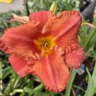 Wonderful Hemerocallis Ruffled pink Cosmopolitan Daylily Flower Garden Plant