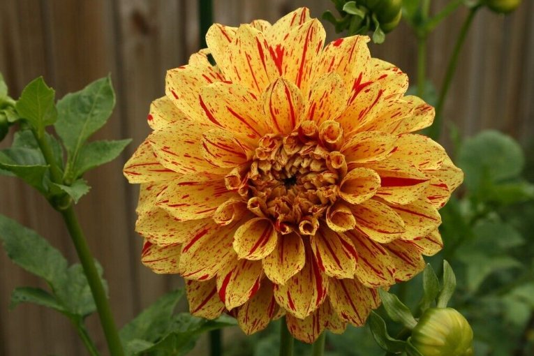 Wonderful Dahlia Gloriousa Beautiful Flower Garden Plant