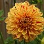 Wonderful Dahlia Gloriousa Beautiful Flower Garden Plant