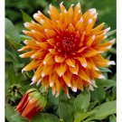 Wonderful Dahlia Color Spectacular Semi Cactus Beautiful Flower Garden Plant