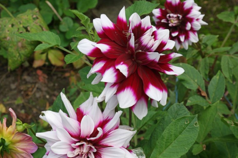 Wonderful Dahlia Mystery Day Bicolor White Beautiful Flower Garden Plant