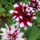 Wonderful Dahlia Mystery Day Bicolor White Beautiful Flower Garden Plant