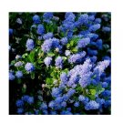 Wonderful Ceanothus California Creeping Blue Blossom Flower Garden Plant