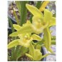 Wonderful Cymbidium Sinense Golden Elf Sundust Yellow Boat Orchid Flower Garden Plant