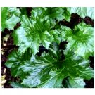 Wonderful Acanthus Mollis Bears Breeches Garden Plant