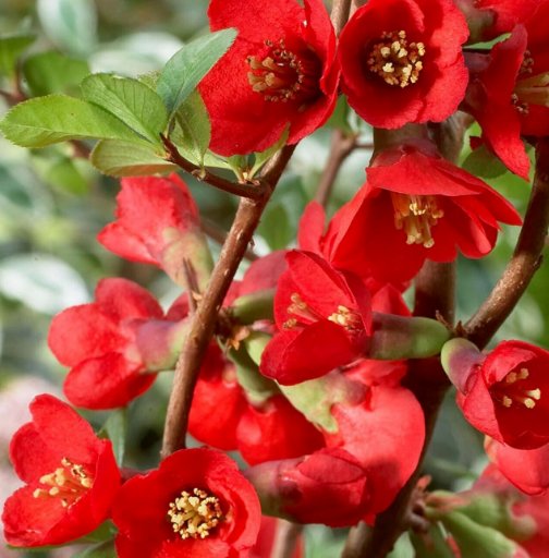 Wonderful Chaenomeles Japonica Red Flowering Quince Flower Garden Plant
