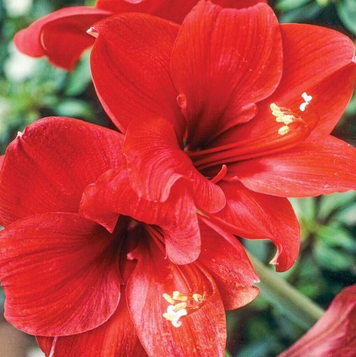 Wonderful Amaryllis HippeastrumRed Lion Flower Garden Plant