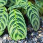 Wonderful Calathea Burle Marx Fishbone Prayer Garden Plant