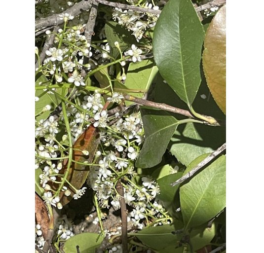 Wonderful Photinia serratifolia White Chinese Hawthorn Garden Plant