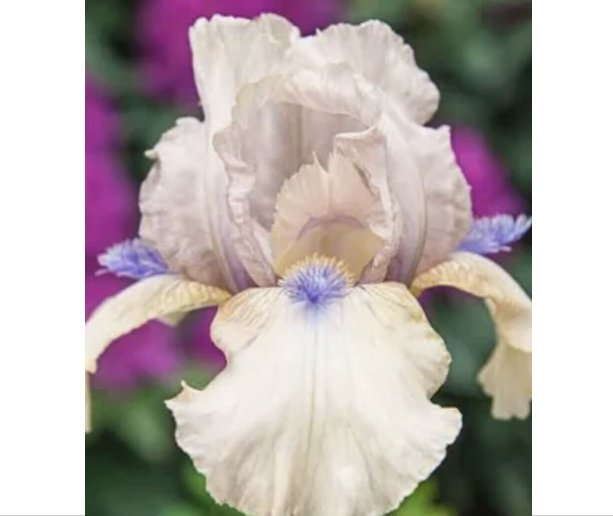Wonderful Iris Tall Bearded Pink Concertina With Blue Beard Beautiful Flower Garden Plant