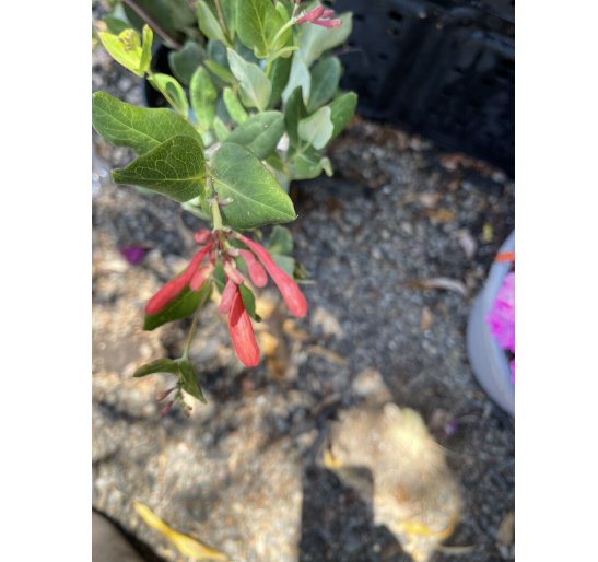 Wonderful Lonicera sempervirens Scarlet Red Honeysuckle Beautiful Flower Garden Plant