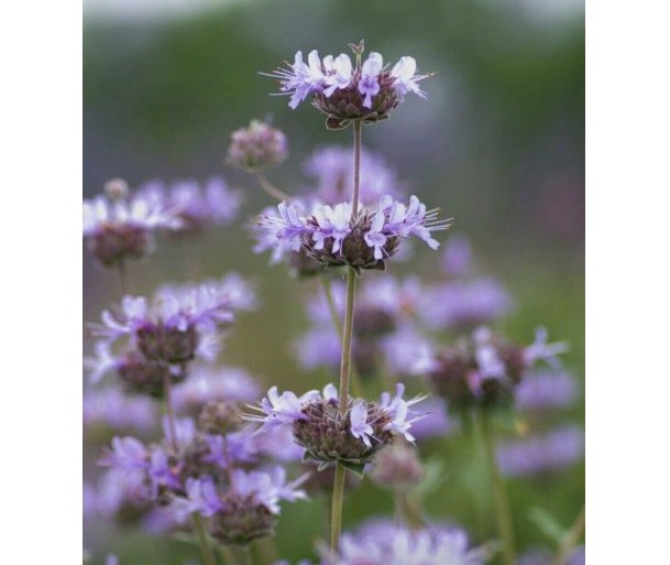 Wonderful Salvia clevelandii Blue Cleveland Sage Beautiful Flower Garden Plant