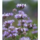 Wonderful Salvia clevelandii Blue Cleveland Sage Beautiful Flower Garden Plant