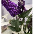 Wonderful Buddleja davidii Purple Butterfly Bush Beautiful Flower Garden Plant