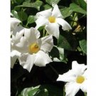 Wonderful Mandeville Dipladenia White Beuatiful Flower Garden Plant