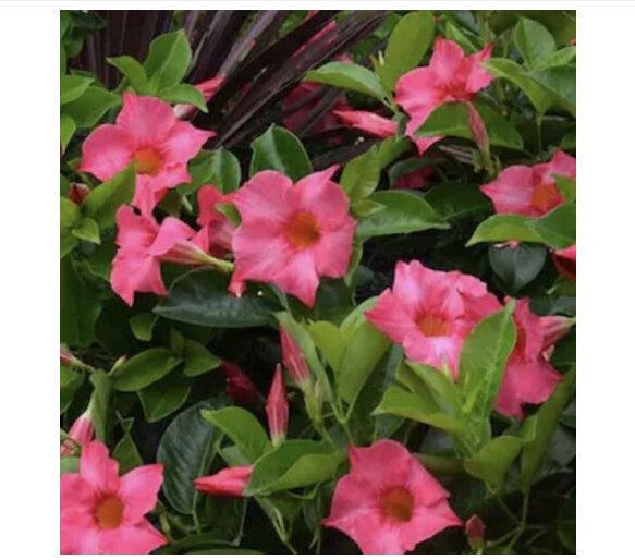 Wonderful Mandevilla Dipladenia Pink Brazilian Jasmine Vine Beautiful Flower Garden Plant