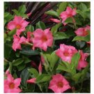 Wonderful Mandevilla Dipladenia Pink Brazilian Jasmine Vine Beautiful Flower Garden Plant