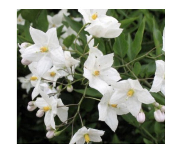 Wonderful Jasminoides Trachelospermum Beautiful Flower Garden Plant