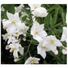 Wonderful Jasminoides Trachelospermum Beautiful Flower Garden Plant