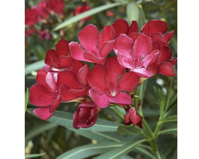Wonderful Oleander Beautiful Flower Garden Plant