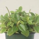 Wonderful Teardrop Peperomia Garden Plant