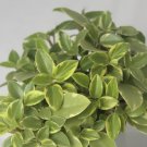 Wonderful Variegated Teardrop Peperomia Garden Plant