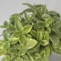 Wonderful Variegated Teardrop Peperomia Garden Plant