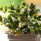 Wonderful Goldfish Garden Plant