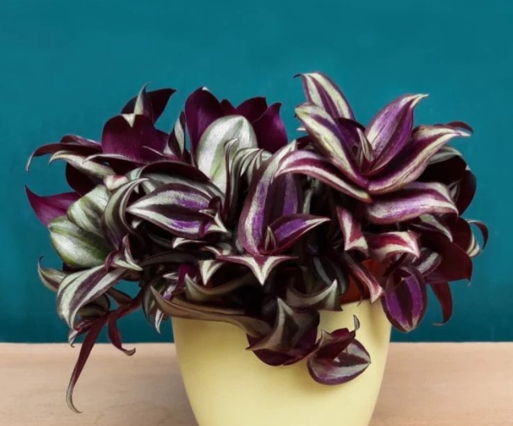 Wonderful Tradescantia zebrina Garden Plant