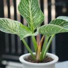Wonderful Birkin Philodendron Garden Plant
