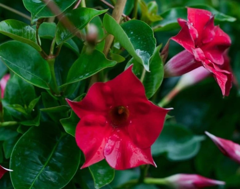 Wonderful Dipladenia Madinia Deep Red Garden Plant