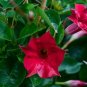 Wonderful Dipladenia Madinia Deep Red Garden Plant