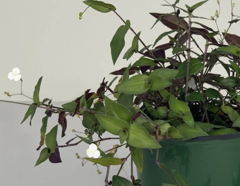 Wonderful Tahitian Bridal Veil Garden Plant