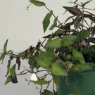 Wonderful Tahitian Bridal Veil Garden Plant