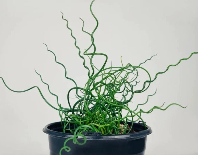 Wonderful Corkscrew Rush Garden Plant