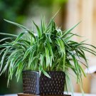 Wonderful Spider Irish Garden Plant