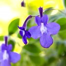 Wonderful Streptocarpella False African Violet Garden Plant