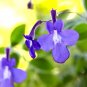 Wonderful Streptocarpella False African Violet Garden Plant