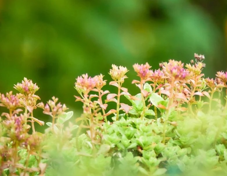 Wonderful Sedum spurium Fuldaglut Garden Plant