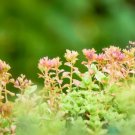 Wonderful Sedum spurium Fuldaglut Garden Plant