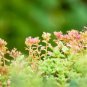Wonderful Sedum spurium Fuldaglut Garden Plant