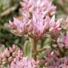 Wonderful Sedum spurium John Creech Garden Plant