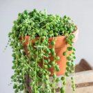 Wonderful String of Pearls Garden Plant