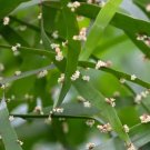 Wonderful Ribbon Bush Garden Plant