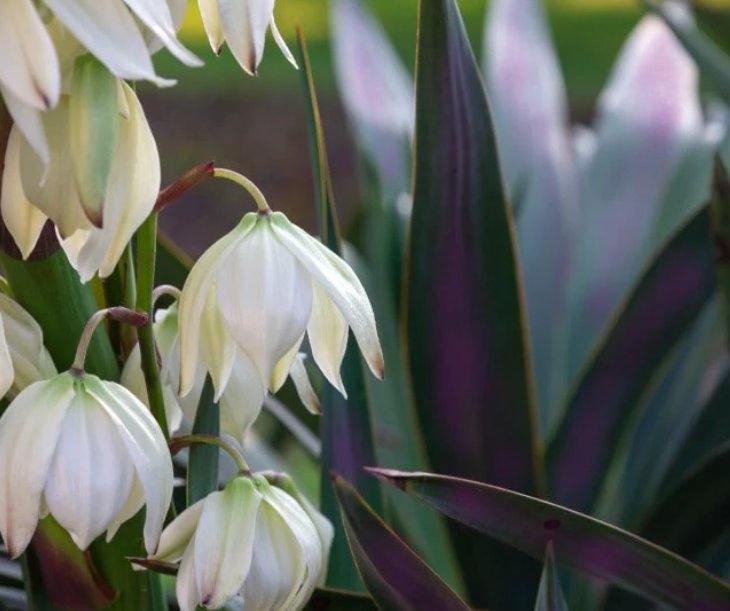 Wonderful Dwarf Yucca Magenta Magic Garden Plant